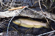 A Specimen Trout from the Till